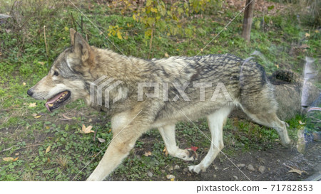 Higashiyama Zoo and Botanical Garden Landscape Animals Higashiyama Zoo and Botanical Garden Landscape Animals 71782853