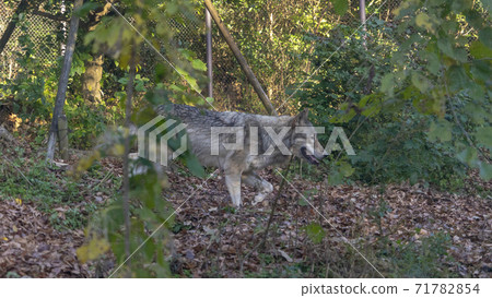 Higashiyama Zoo and Botanical Garden Landscape Animals 71782854