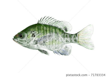 Blue Gill 71783334