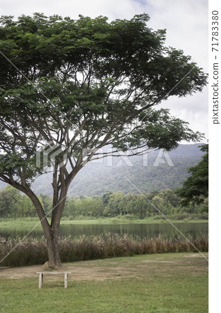 Green tree in summer field 71783380