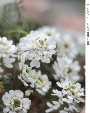 常盤薰 常盤薰 71783381