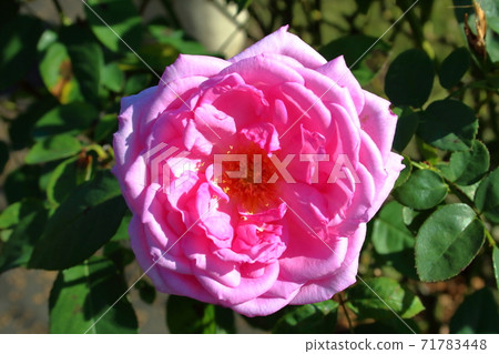 Yumeka (rose) Yumeka (rose) 71783448