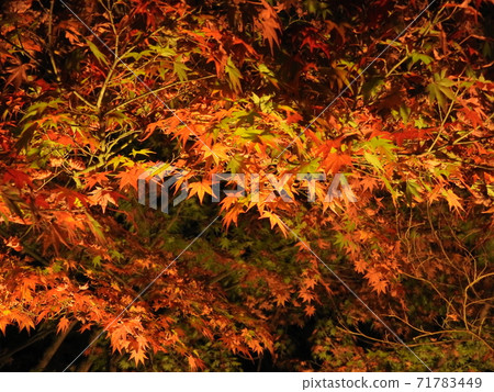 秋葉在晚上點燃了 秋葉在晚上點燃了 71783449