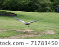 松江福吉公園的獵鷹 71783450