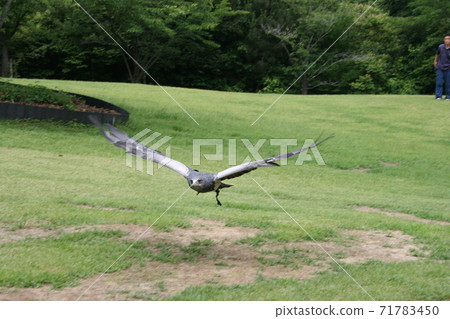 松江福吉公園的獵鷹 71783450