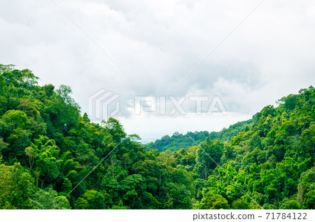 Green forest bush tree on mountain with cloudy blue sky Green forest bush tree on mountain with cloudy blue sky 71784122