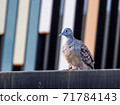 Javanese doves perched on the edge of the fence 71784143