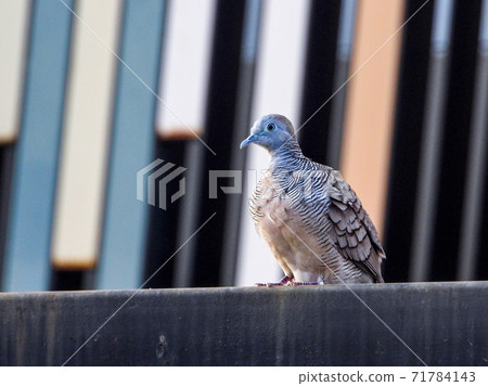 Javanese doves perched on the edge of the fence 71784143
