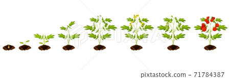 Tomato plant stage growth set on white background Tomato plant stage growth set on white background 71784387