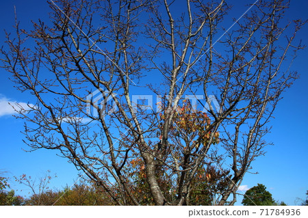 Okamezakura (taken after leaf fall in October) 71784936