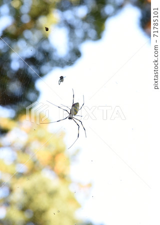 Spider floating in the sky 71785101