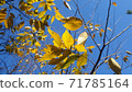 Autumn scenery: yellow leaves and blue sky 71785164