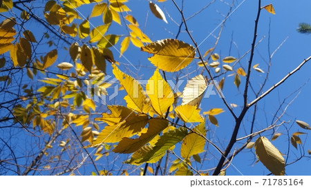 Autumn scenery: yellow leaves and blue sky Autumn scenery: yellow leaves and blue sky 71785164