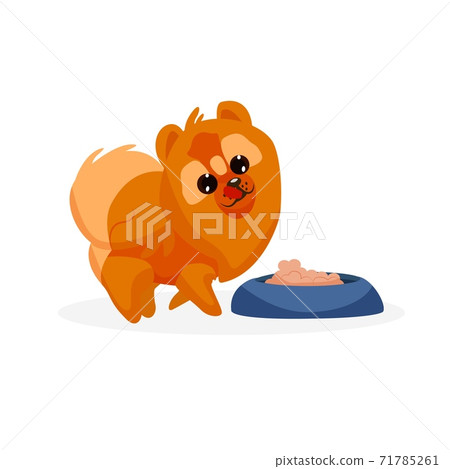 Chow chow puppy 71785261