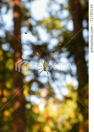 蜘蛛在森林裡 蜘蛛在森林裡 71785534