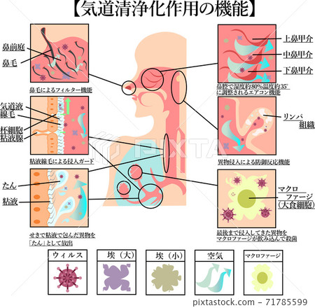 Airway cleaning action mechanism illustration Airway cleaning action mechanism illustration 71785599
