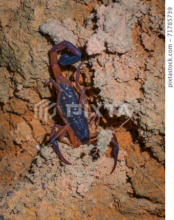 Scorpions in the darkness of the night (Khao Sok National Park, Surat Thani Province, Kingdom of Thailand) 71785739
