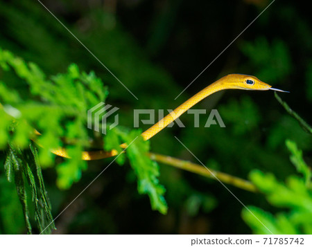 Ahaetulla snake (Khao Sok National Park, Surat Thani Province, Thailand) 71785742