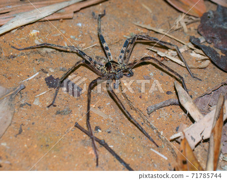 蜘蛛潛伏在漆黑的夜晚（泰國王國Slatani省Khaosok國家公園） 71785744