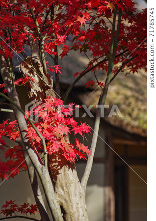 Autumn leaves of Ijimino Ochaya, Shibata City 71785745