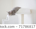 A relaxing cat 71786817