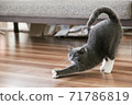 Elongated Cat 71786819
