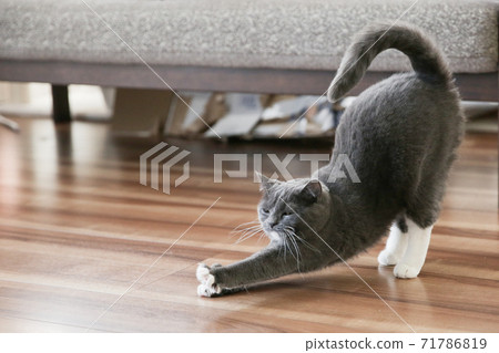 Elongated Cat 71786819