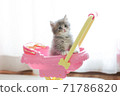 Cat in a stroller 71786820