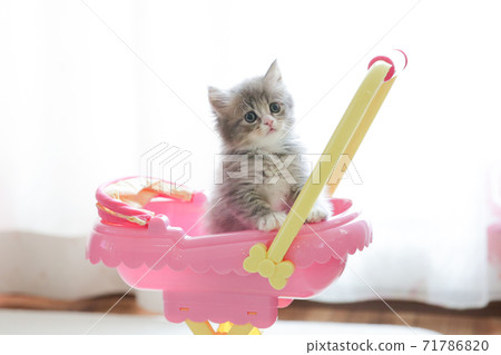 Cat in a stroller 71786820