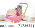 Cat in a stroller 71786821