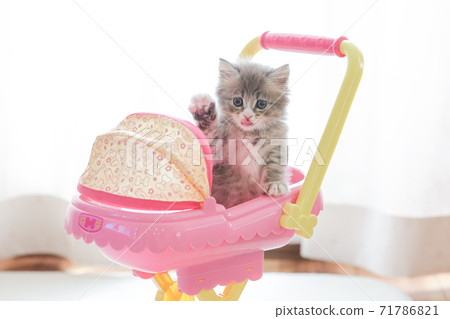 Cat in a stroller 71786821