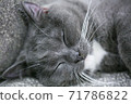 A sound sleeping cat 71786822