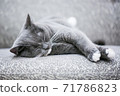 A sound sleeping cat 71786823