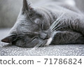 Cat up to sleep soundly 71786824