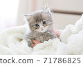 Kitten looking at the camera 71786825