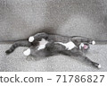 A cat growing on its back 71786827