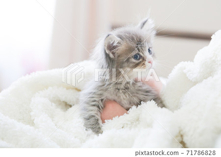 Kitten being held 71786828