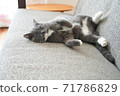 A cat lying on its back and sleeping relaxedly 71786829