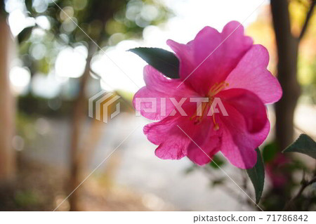 一朵山茶花（椿）淺色 71786842