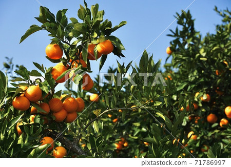 Mandarin orange field, Kinokawa City, Wakayama Prefecture 71786997