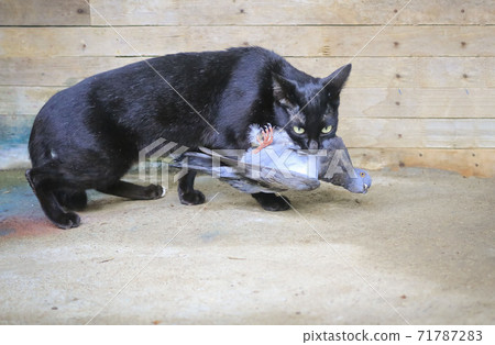 Black cats are hunting and eating pigeons. 71787283