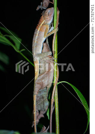 Chameleon resting on a vine (Khao Sok National Park, Surat Thani Province, Kingdom of Thailand) 71787451