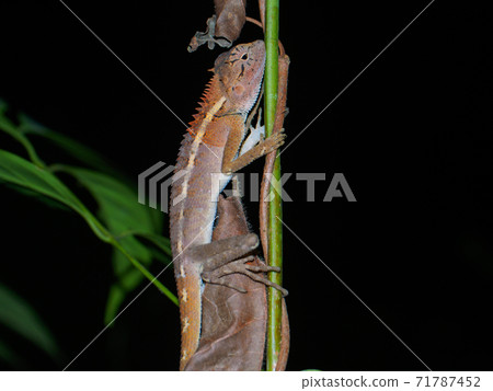 Chameleon resting on a vine (Khao Sok National Park, Surat Thani Province, Kingdom of Thailand) Chameleon resting on a vine (Khao Sok National Park, Surat Thani Province, Kingdom of Thailand) 71787452