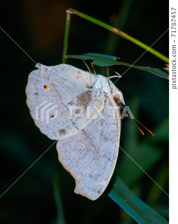 White butterflies resting in the shade at night (Khao Sok National Park, Surat Thani Province, Kingdom of Thailand) White butterflies resting in the shade at night (Khao Sok National Park, Surat Thani Province, Kingdom of Thailand) 71787457