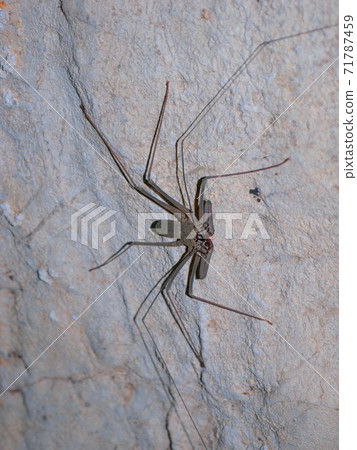 Tailless whip lurking in a limestone cave (Khao Sok Lake, Surat Thani Province, Kingdom of Thailand) Tailless whip lurking in a limestone cave (Khao Sok Lake, Surat Thani Province, Kingdom of Thailand) 71787459