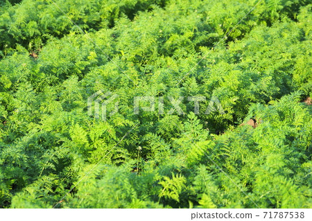 Carrot field (agricultural image) 71787538