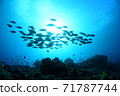 Flock of corals and fish 71787744