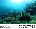 Flock of corals and fish 71787748