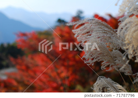Autumn Mt. Mitsumine Susuki and autumn leaves Autumn Mt. Mitsumine Susuki and autumn leaves 71787796