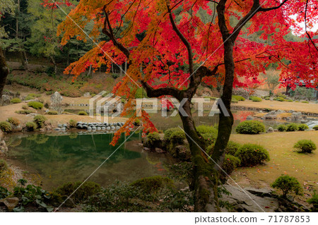 Autumn leaves in Jyoei-ji Temple, Yamaguchi City Autumn leaves in Jyoei-ji Temple, Yamaguchi City 71787853